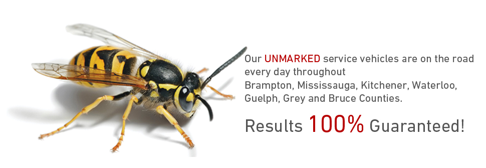 Residential Pest Control, Mississauga Pest Control, Brampton Pest Control, Owen Sound Pest Control, Kitchener Pest Control, Waterloo Pest Control, Spider Control, Rodent Control, Wildlife Removal, Bat Removal, Bird Removal, Insect Removal, Exterminator, Huronia, Kitchener, Waterloo, Guelph, Spiders, Ants, Earwigs, Wasps, Hornets, Bees, Fleas, Mice, Rats
