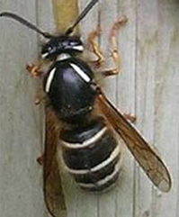 black wasp with white stripes on antenna